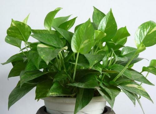 優(yōu)時(shí)吉博羅凈醛板